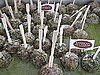 Lamb Meatballs
