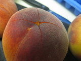 Peach Donkey