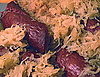 Sauerkraut with Smoked Sausages