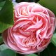 Maria Vivian's picture
