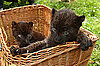 2. (tied) Larisa and Sipura