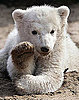 1. Knut