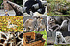 Who Is "Zoo Cute" . . . or the zoo cutest, I should say?