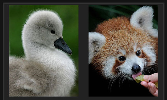 Baby Animal Faces