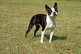All-American Breeds: Do You Know Your State Dogs?