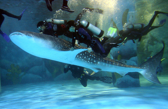 Small Whale Shark
