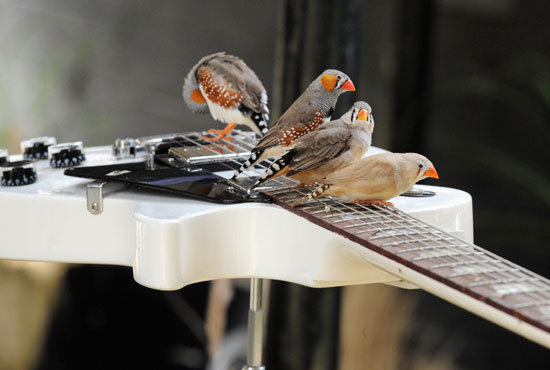 Guess What Bird?