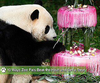 Happy Birthday, Tai Shan (and Nine Other Icy Snacks For Zoo Animals)!
