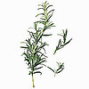 Rosemary Bath