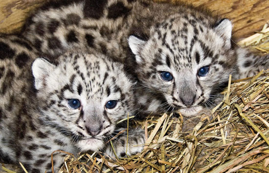 Baby Snow Leopards are BFFs