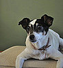 Lounge in Pet Style