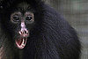 Monkey's Uncle