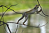 Monkey Bars