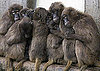 More Fun Than a Barrel of Monkeys