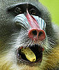 Going Bananas