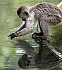 Monkeying Around