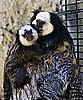 Love Monkey