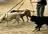 Other Dogs