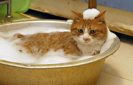 f0a4ceb4acf9ace7_full_cat_bath_3_wenn2521242.jpg