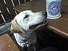 Sniffin' the Stein