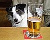 A Dog Walked Into a Bar . . .
