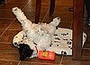 Dog Tired