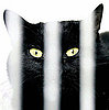 Black Cat, Don't Jump Back!