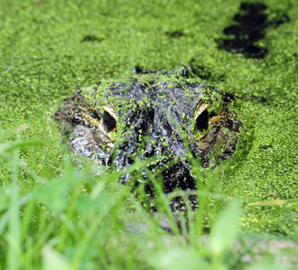Guess What Animal?