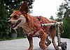 Special Needs Animals Have Special Needs