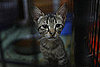 FIV+ and FeLV+