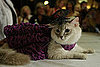 Velveteen Kitty 