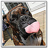 This Boxer Is a Tease
