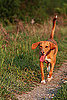 Droopy Ears