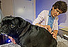Acupuncture