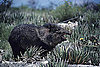 February 2009: Oops, Javelina