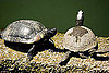 July 2008: Mmmm, Turtle