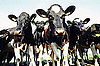 April 2009: Oops, Cow