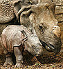 Endangered By the Nose