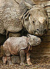 Rhino Speak