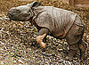Rhino Be Nimble, Rhino Be Quick