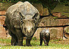 Big Momma, Bigger Poppa