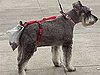 Oh, the Indignity?