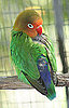 Popular Pet Bird Names