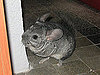 Popular Pet Chinchilla Names
