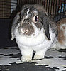 Popular Pet Rabbit Names
