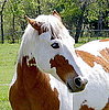 Popular Pet Horse Names