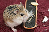 Popular Pet Hamster Names