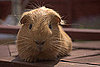 Popular Pet Guinea Pig Names