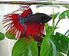 Popular Pet Fish Names