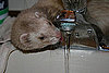 Popular Pet Ferret Names